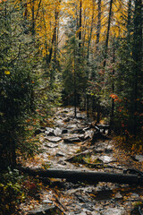 hiking trail in the autumn colorful forest