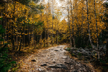 hiking trail in the autumn colorful forest