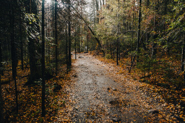 hiking trail in the autumn colorful forest
