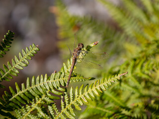 Common Darter Resting on a Fern