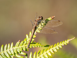 Common Darter Resting on a Fern