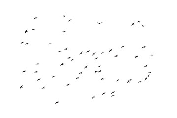 Birds flying in a natural view. Vector birds. White background.
