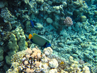 Fototapeta na wymiar Pomacanthus imperator or Imperial angelfish in the expanse of the Red Sea coral reef