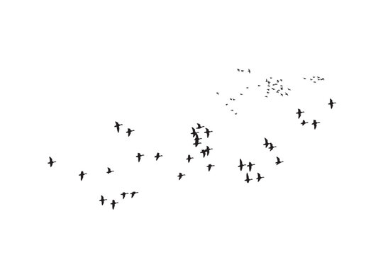 Birds flying in a natural view. Vector birds. White background.