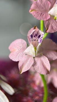 macro photo of a beautiful soft pink flower with drops and highlights carolina larkspur