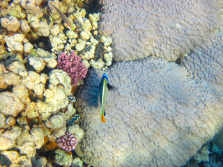 Pomacanthus imperator or Imperial angelfish in the expanse of the Red Sea coral reef