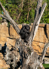 A chimpanzee sits on a tree in a zoo. Sad chimpanzee