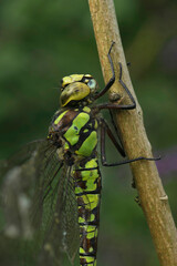 Closeup on a Southern Hawker dragonfly, Aeshna cyanea hanging on a twig