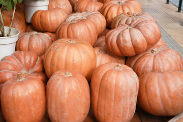 Large Pumpkins for sale at a local market