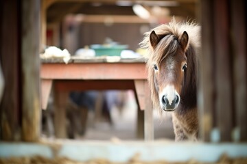 shetland pony looking from rustic stable - obrazy, fototapety, plakaty