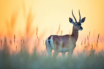 Foto op Canvas impala silhouette against a colorful grassland sunset © stickerside