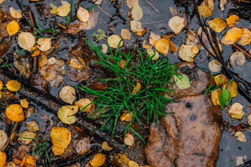 Colorful autumn leaves are lying on the ground in the forest