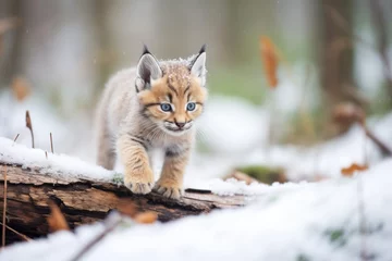 Fotobehang young lynx cub exploring snowy forest floor © stickerside
