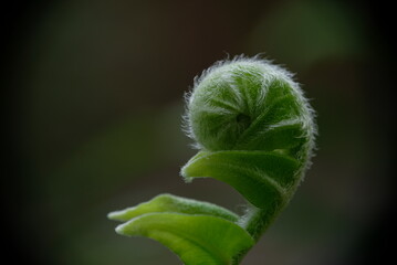 Beautiful close up view of fresh green young ferns.