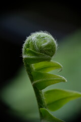 Beautiful close up view of fresh green young ferns.