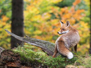 Cute Red Fox, Vulpes vulpes in autumn forest. Wildlife scene from the wild nature. Cute animal in habitat.