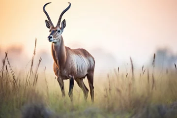  male roan antelope standing guard at sunrise © stickerside