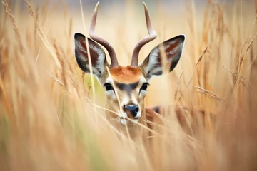 Fotobehang eye-level shot of springbok camouflaged in grass © stickerside