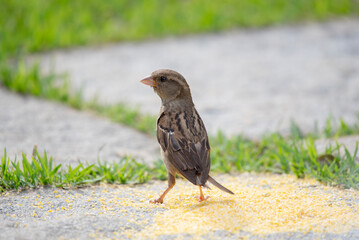 Pardal. Passer domesticus.