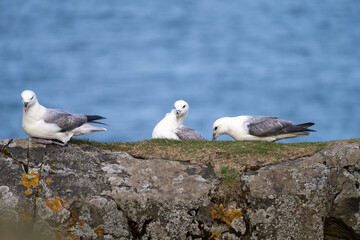 A flock of seagulls perched on a rock