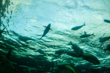 fish in aquarium