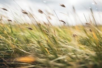 grass swaying in strong winds before rain
