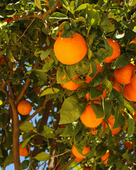naranjas de España