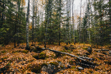 autumn yellow forest in the mountains of the Urals