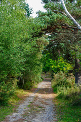 Obraz premium Single track gravel road in the middle of countryside