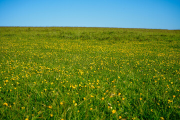 Grass field with small yellow flowers   
