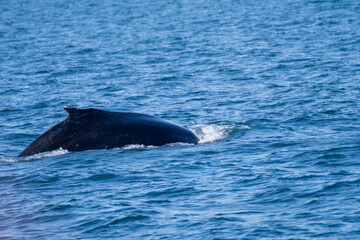 Naklejka premium Surfacing whales, whale tails