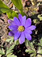 flower in the garden