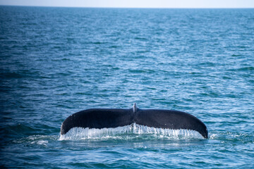 Obraz premium Surfacing whales, whale tails