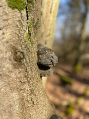 mushroom on tree trunk