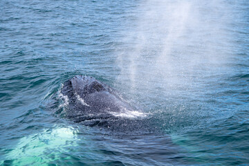 Fototapeta premium Surfacing Whale, Whale Changing Breaths