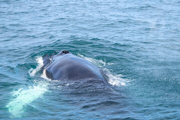 Fototapeta premium Surfacing whales, whale tails