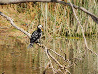  Scruffy Cormorant 