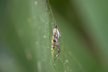 spider on a web
