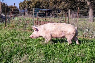 White sow raising piglets for the meat industry is feeding on green grass in the meadow of the Extremaduran pasture. Female porks