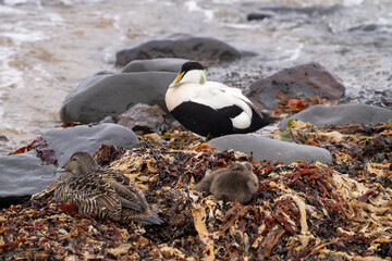 Seabirds nesting along the coast in Iceland