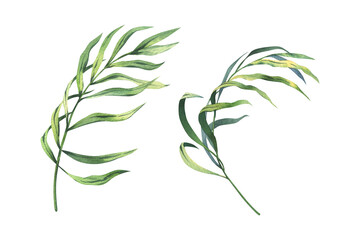 Tropical coconut palm leaves bright juicy green. Hand drawn watercolor botanical illustration. Set of isolated element on a white background.