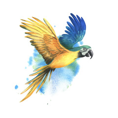 Tropical flying blue-yellow macaw parrot. Hand drawn watercolor botanical illustration. Isolated element on a blue spot background. © NATASHA-CHU