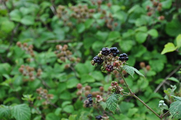 Fototapeta premium Berry bush