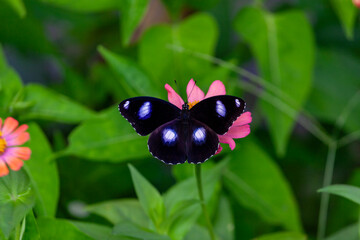 Fototapeta premium Butterfly on a red flower in a garden in Indonesia