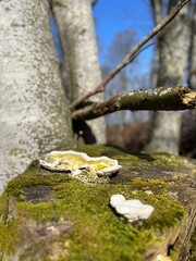 Mushrooms on a tree trunk covered with moss