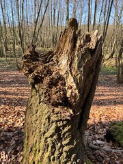 tree trunk in the forest