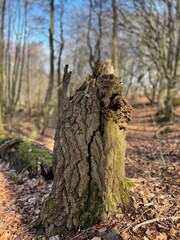 tree trunk in the forest
