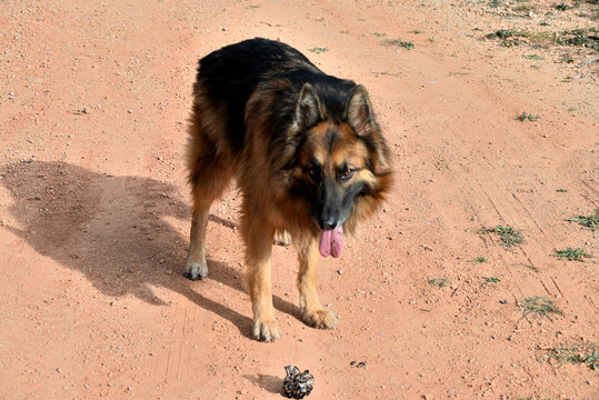 Mi perro, Pastor Aleman Ron de paseo p&ograve;r el Monte