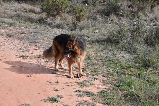Mi perro, Pastor Aleman Ron de paseo p&ograve;r el Monte