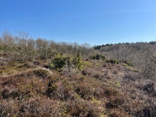 Obraz premium trees in the mountains